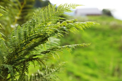 Photo of Fresh green fern leaf on blurred background. Tropical plant