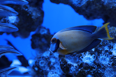 Photo of Beautiful surgeonfish swimming in clear aquarium water