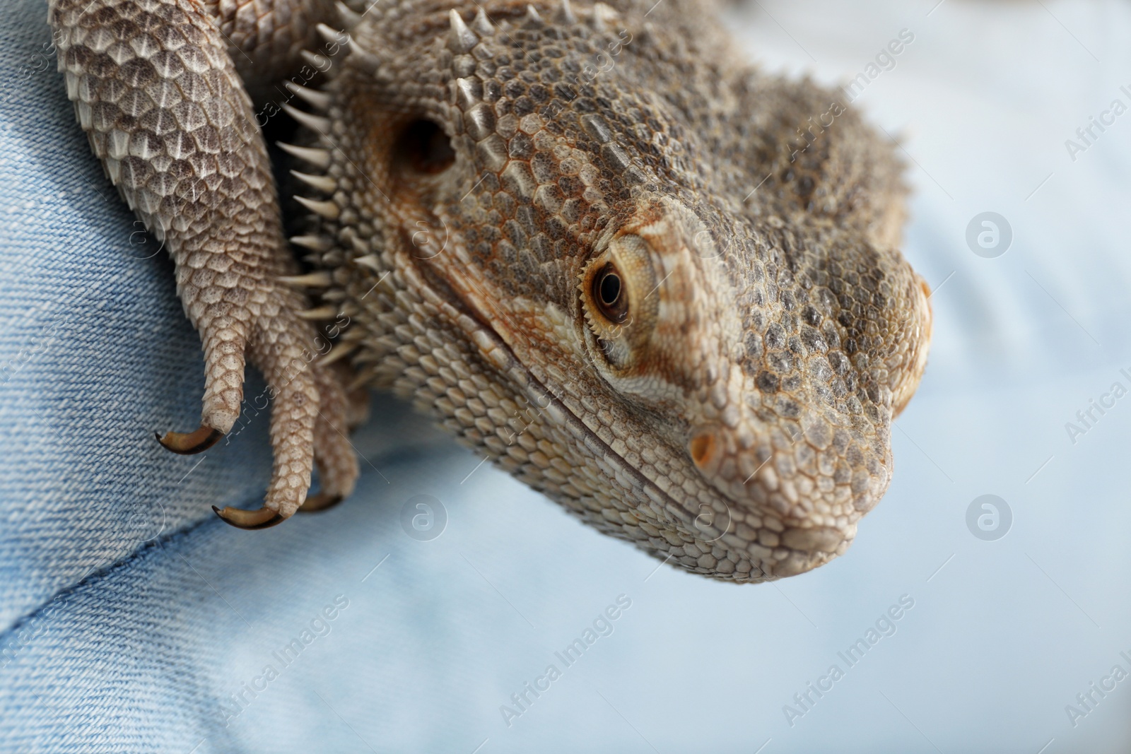 Photo of Young woman with bearded lizard at home, closeup. Exotic pet