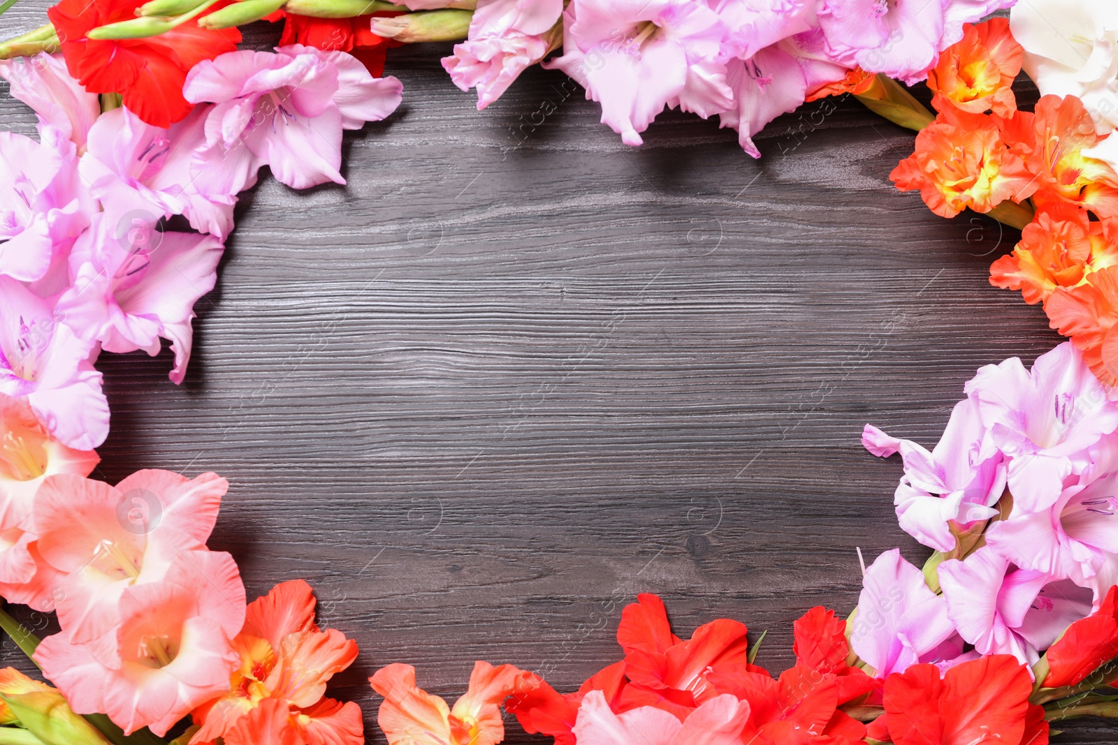 Photo of Flat lay composition with beautiful gladiolus flowers on dark wooden background. Space for text