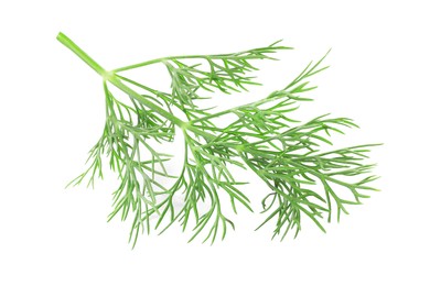 Sprig of fresh dill isolated on white