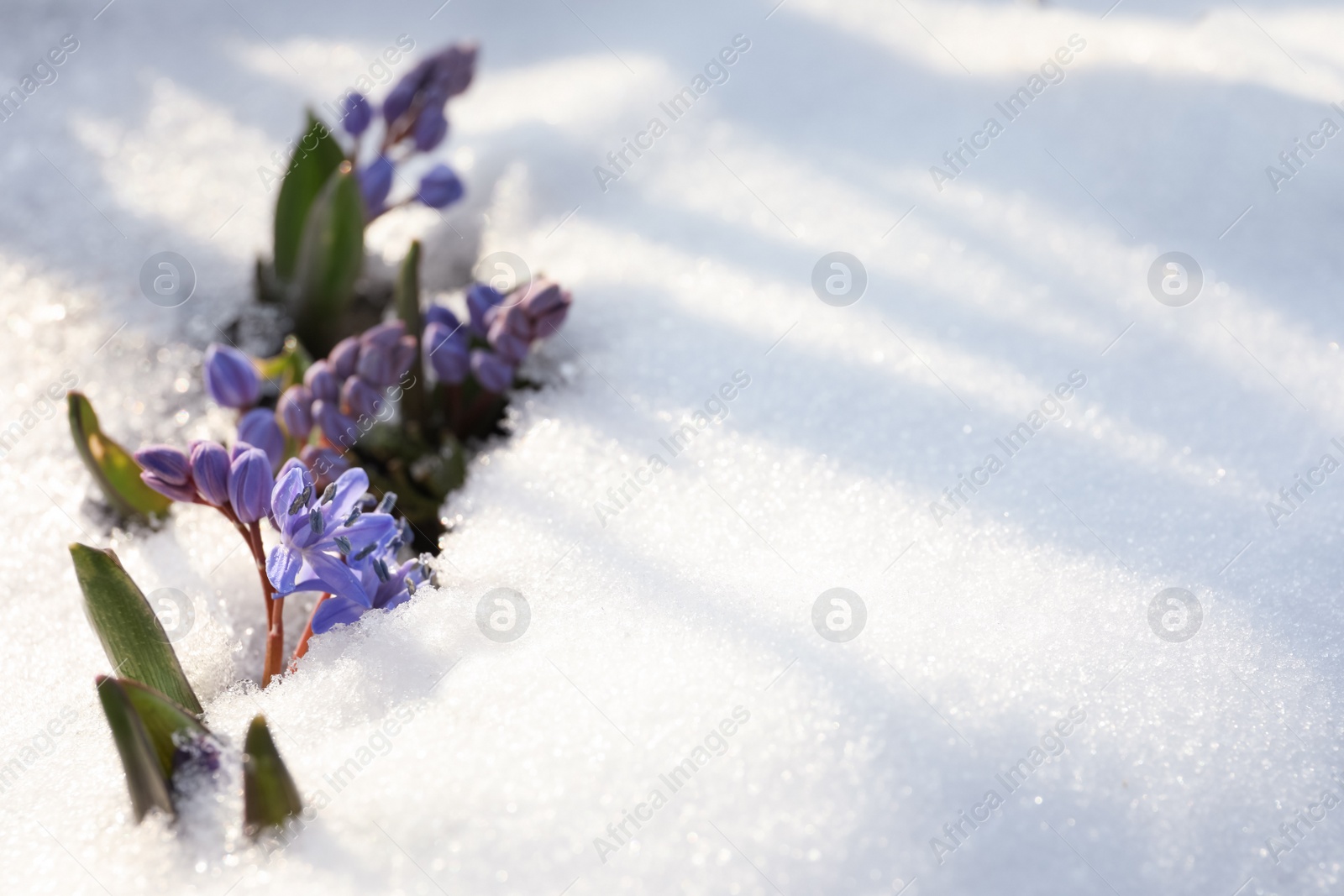 Photo of Beautiful lilac alpine squill flowers growing through 
snow outdoors, space for text