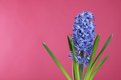 Photo of Beautiful hyacinth on color background, space for text. Spring flower