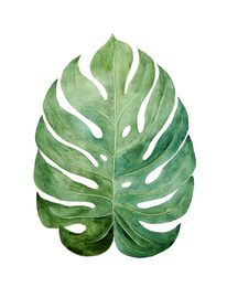 Photo of Beautiful watercolor tropical leaf painted on white paper, top view