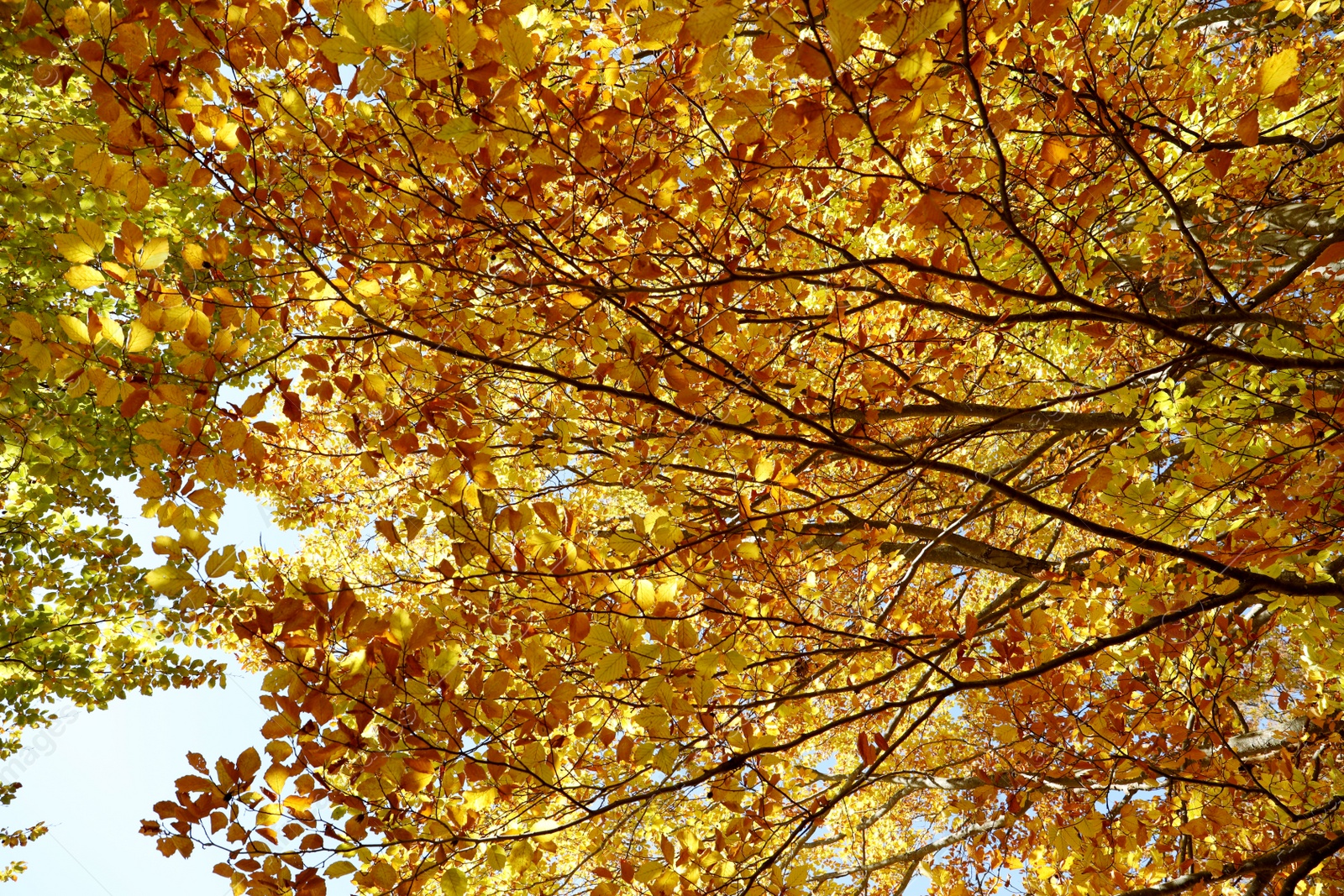 Photo of Beautiful tree branches with bright golden leaves in autumn