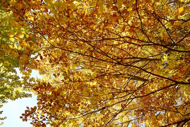 Beautiful tree branches with bright golden leaves in autumn