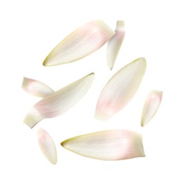 Image of Lotus flower petals falling on white background