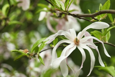 Photo of Magnolia tree with beautiful flower on blurred background, closeup. Space for text