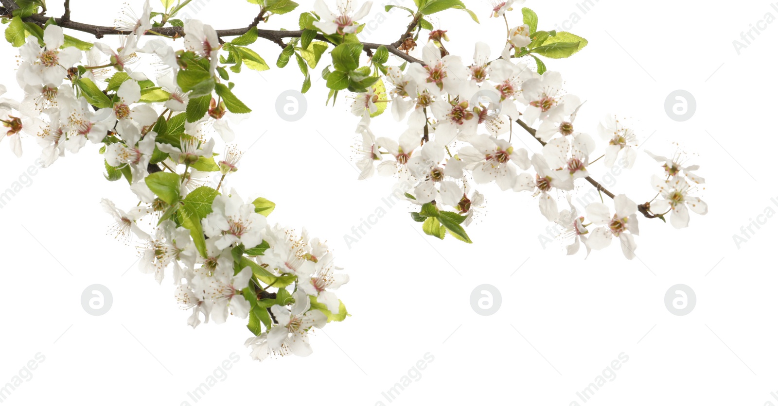 Photo of Cherry tree branch with beautiful blossoms isolated on white