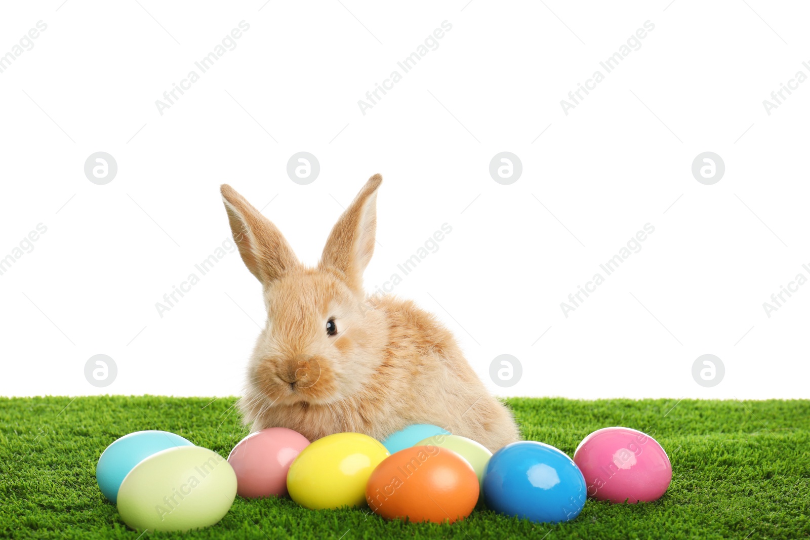 Photo of Adorable furry Easter bunny and dyed eggs on green grass against white background