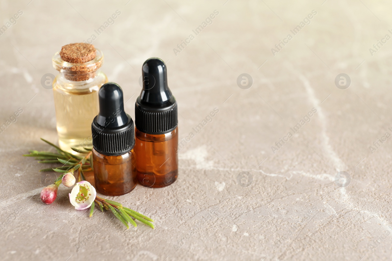 Photo of Bottles of natural tea tree oil and plant on table, space for text