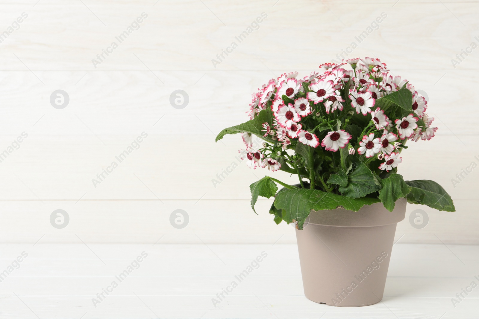 Photo of Beautiful cineraria plant in flower pot on white table. Space for text
