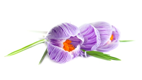 Photo of Beautiful spring crocus flowers on white background