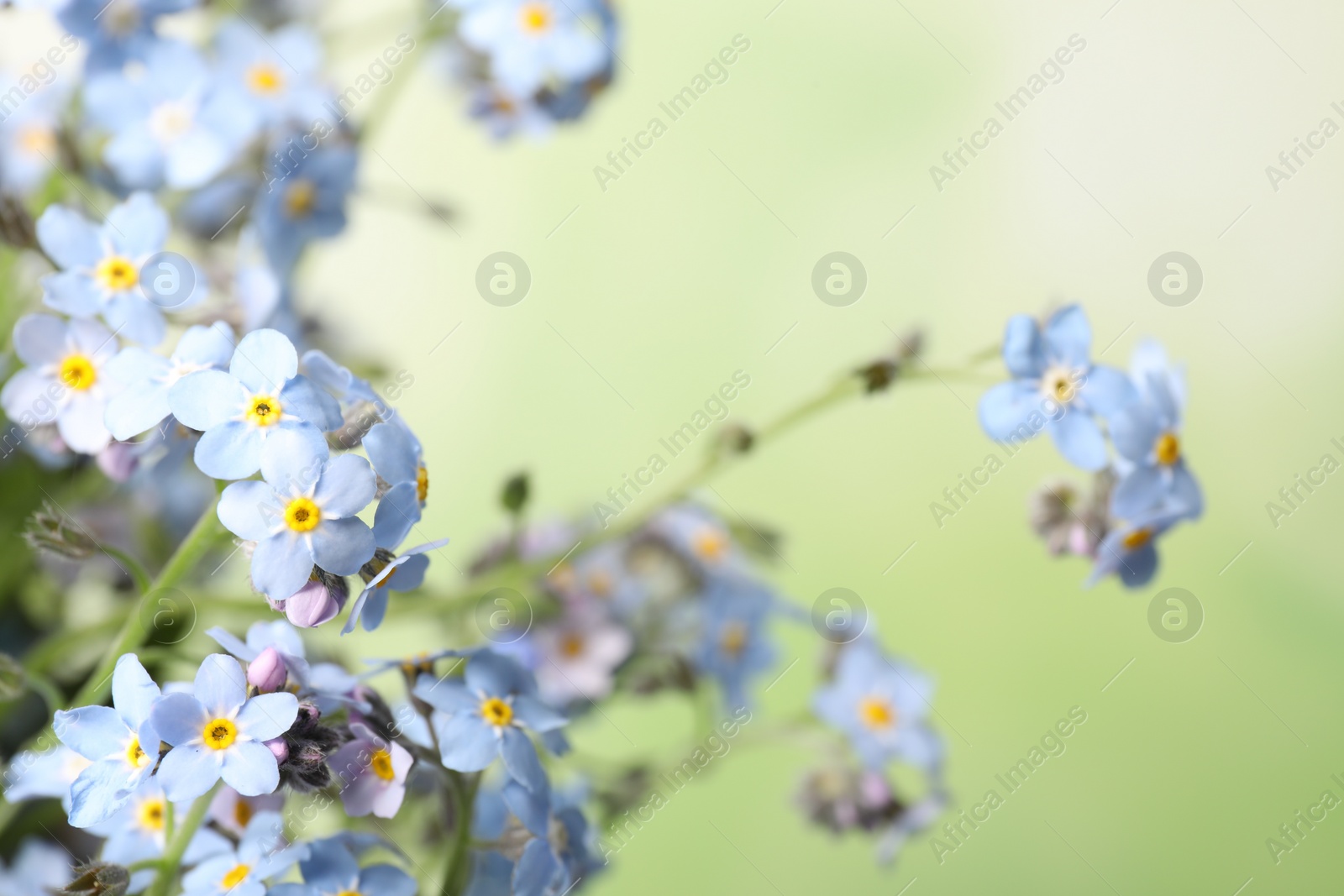 Photo of Beautiful forget-me-not flowers against blurred green background, closeup