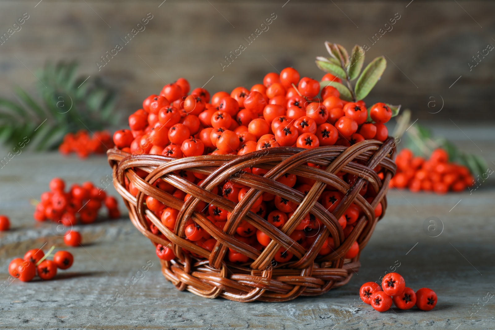 Photo of Fresh ripe rowan berries with leaves in wicker bowl on grey wooden table