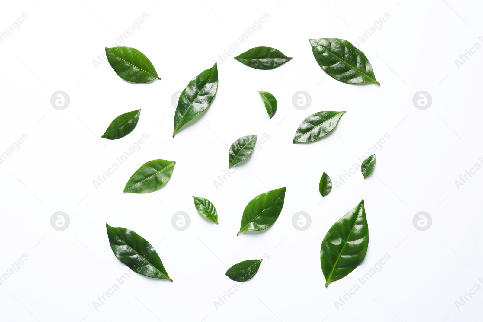 Photo of Fresh green coffee leaves on white background, top view