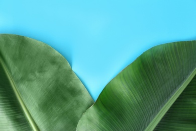 Photo of Fresh green banana leaves on color background, flat lay with space for text. Tropical foliage