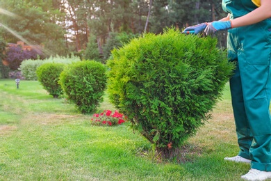 Photo of Woman trimming green bush outdoors, closeup. Home gardening