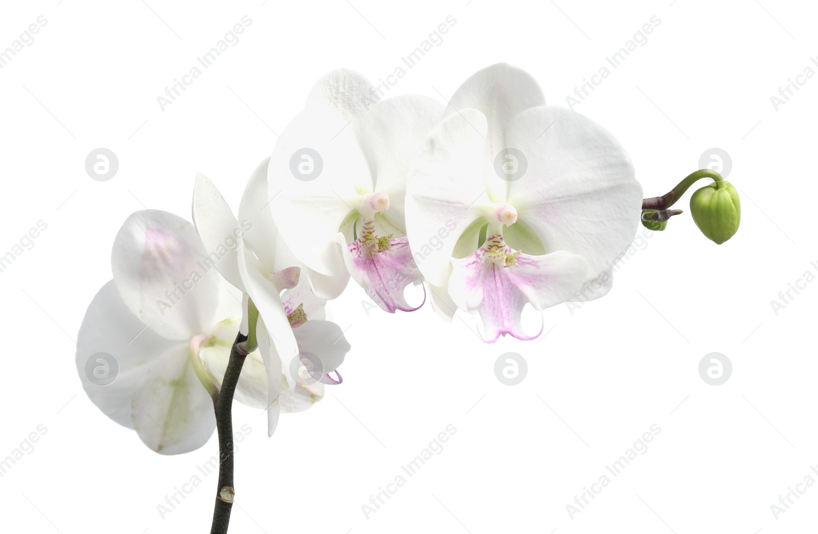 Photo of Branch with beautiful orchid flowers isolated on white