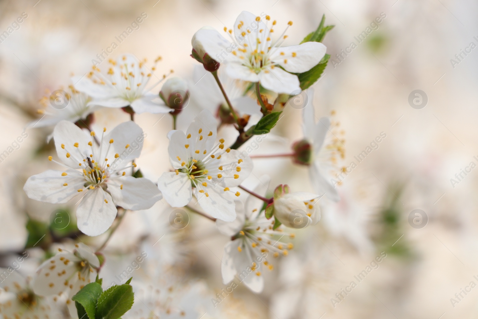 Photo of Cherry tree with white blossoms on blurred background, closeup. Spring season