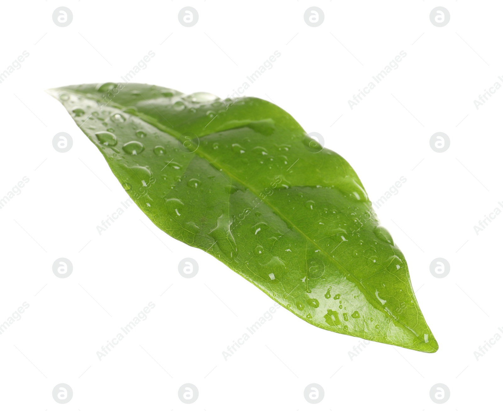 Photo of Fresh green coffee leaf with water drops isolated on white