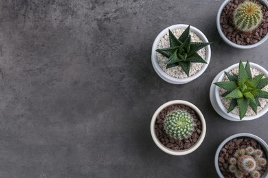 Many different succulent plants in pots on grey table, flat lay. Space for text