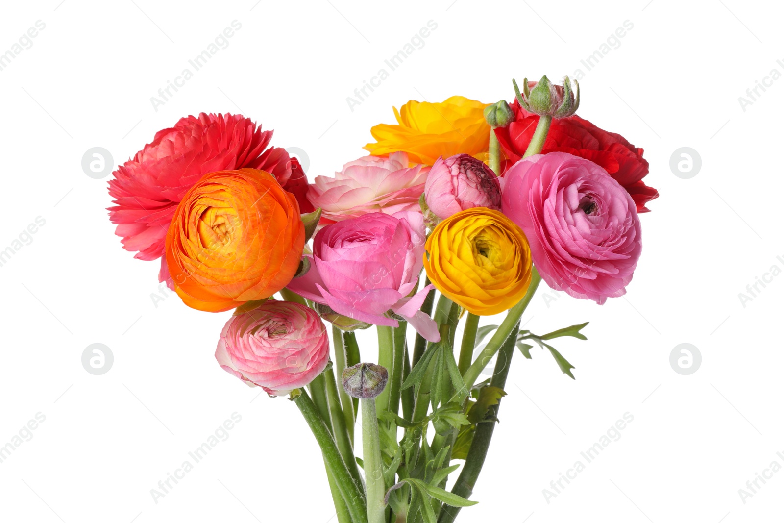 Photo of Beautiful fresh ranunculus flowers on white background