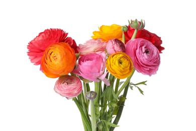 Photo of Beautiful fresh ranunculus flowers on white background