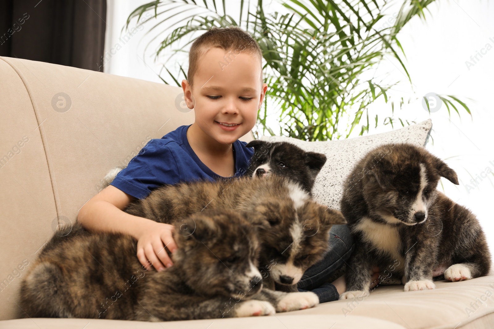 Photo of Little boy with Akita inu puppies on sofa at home. Friendly dog
