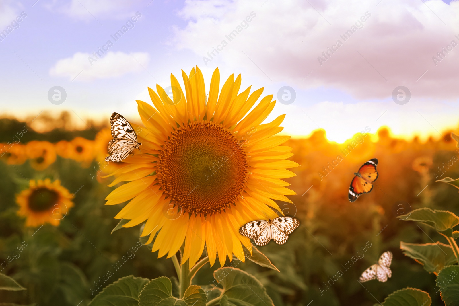 Image of Beautiful butterflies flying near sunflower in field at sunset