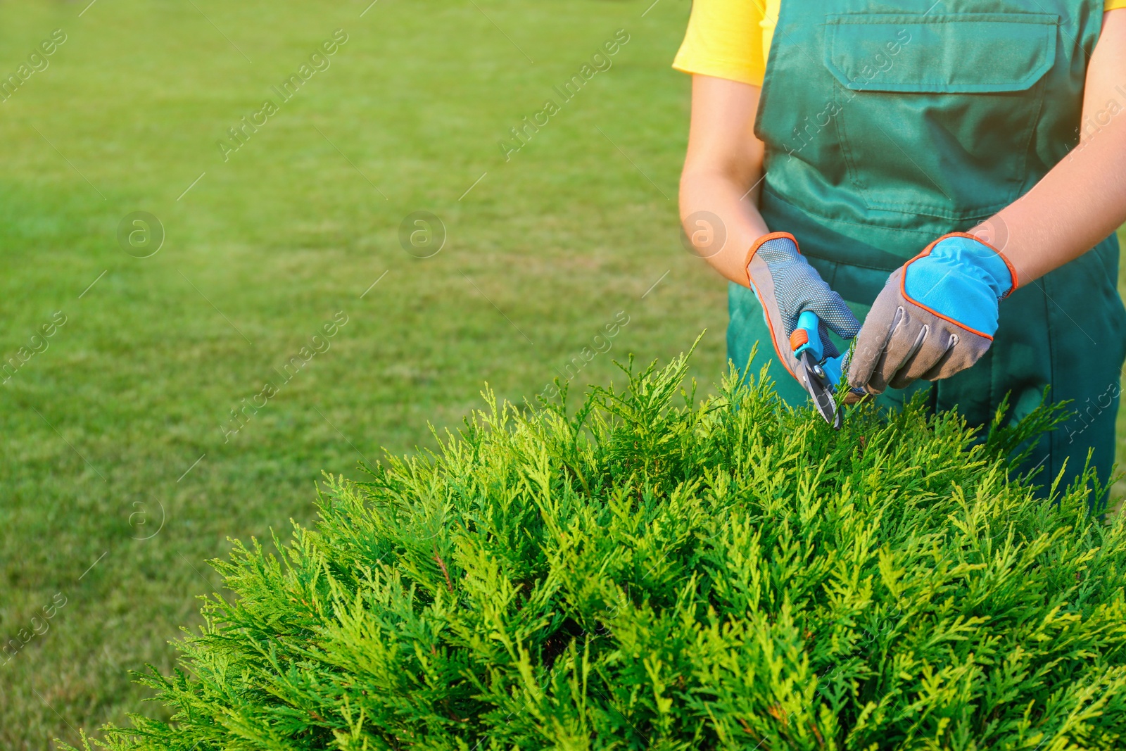 Photo of Woman trimming green bush outdoors, closeup. Home gardening