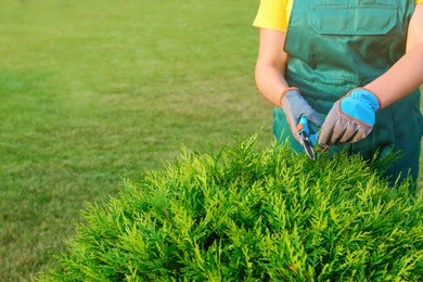 Woman trimming green bush outdoors, closeup. Home gardening