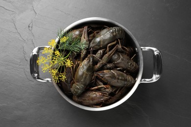 Fresh raw crayfishes with dill in pot on black table, top view