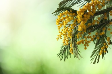 Beautiful bright mimosa flowers on blurred background, closeup. Space for text