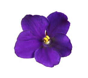 Photo of Purple flower of violet plant isolated on white