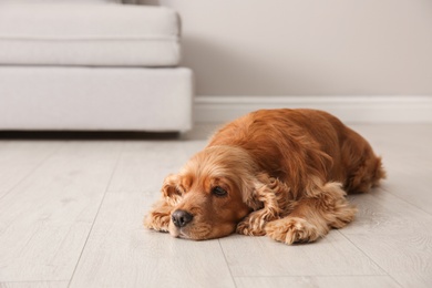 Photo of Cute Cocker Spaniel dog lying on warm floor indoors. Heating system