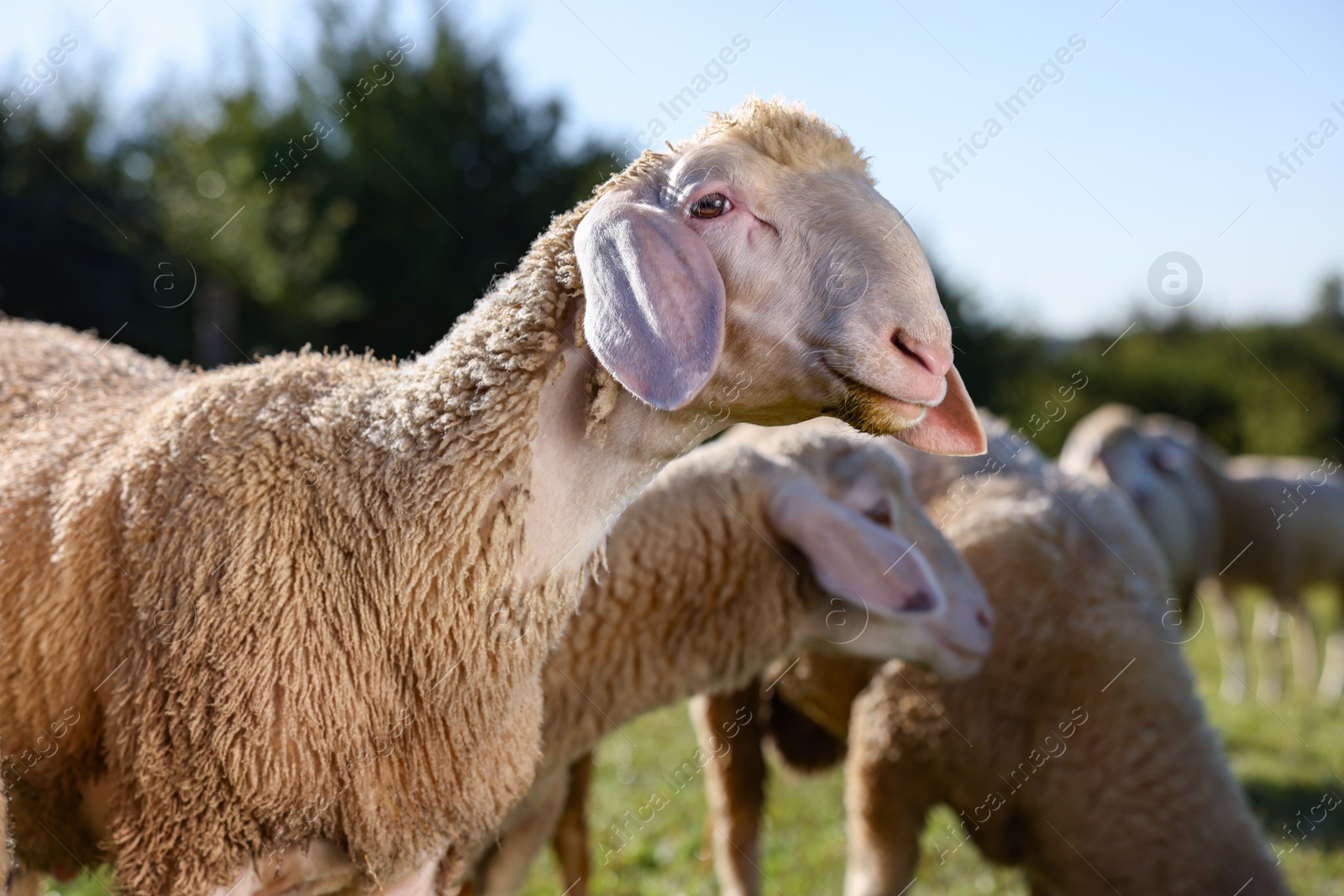 Photo of Cute sheep grazing outdoors on sunny day. Farm animals