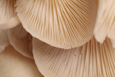 Macro view of fresh oyster mushrooms as background