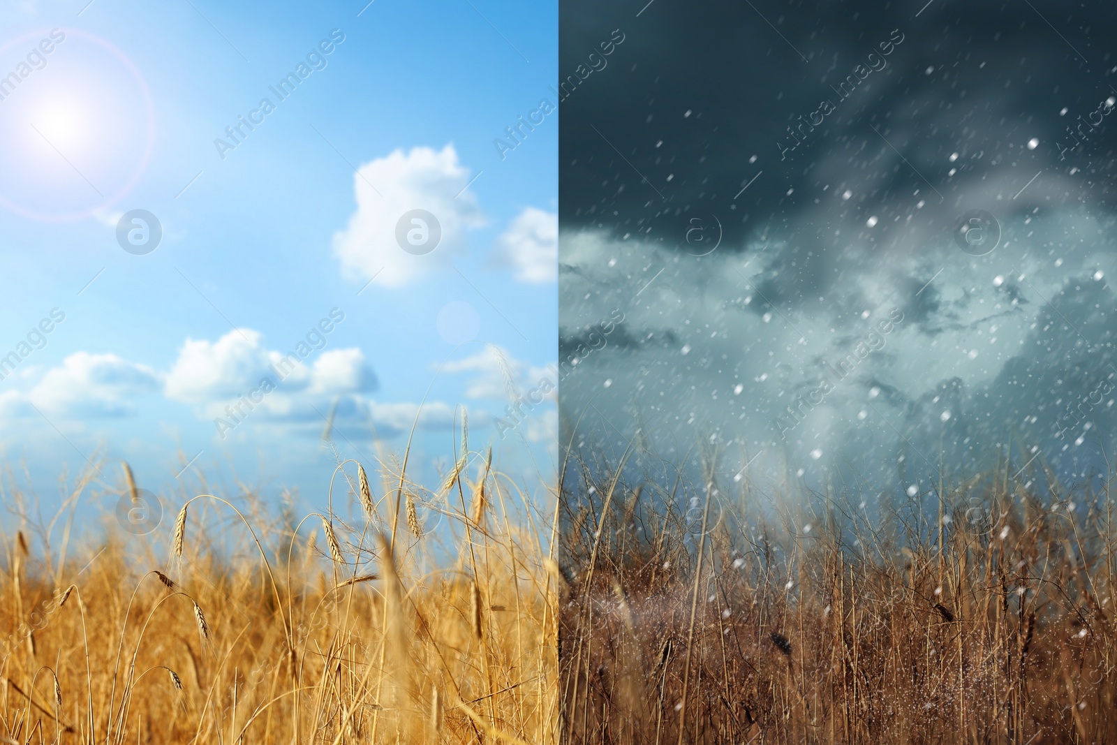 Image of Wheat field during sunny and stormy weather, collage