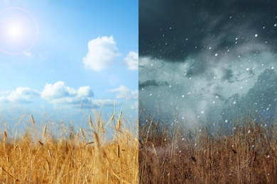 Image of Wheat field during sunny and stormy weather, collage