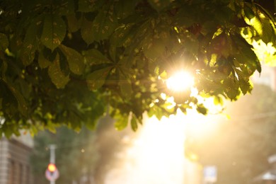 Photo of Sun shining through tree branches with green leaves outdoors