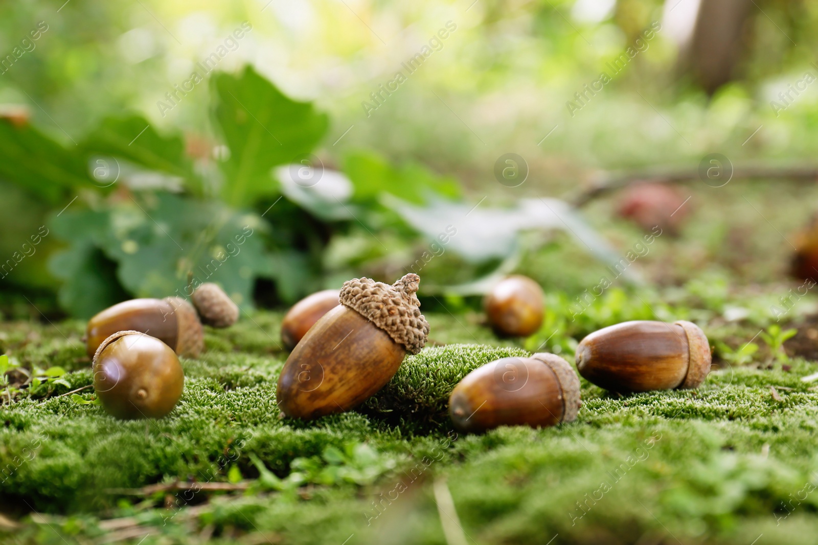 Photo of Many acorns on green moss in forest, space for text
