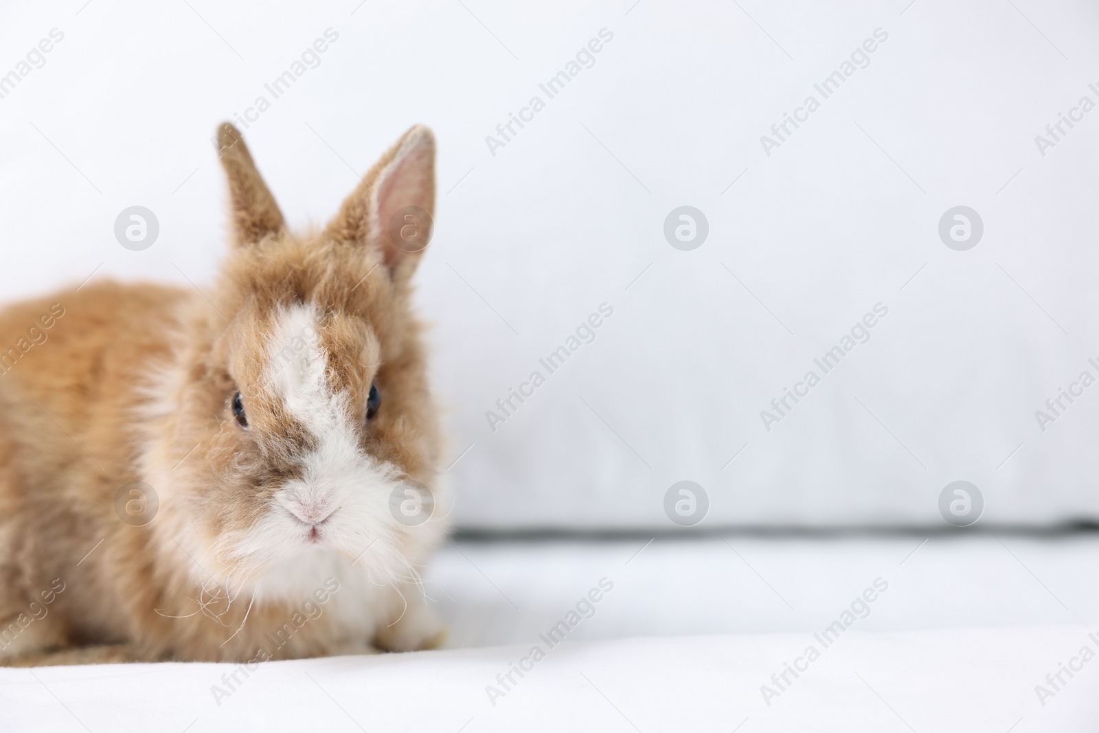 Photo of Cute fluffy pet rabbit on bed. Space for text