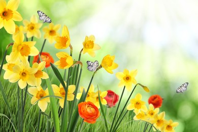 Image of Beautiful blooming yellow daffodils outdoors on sunny day