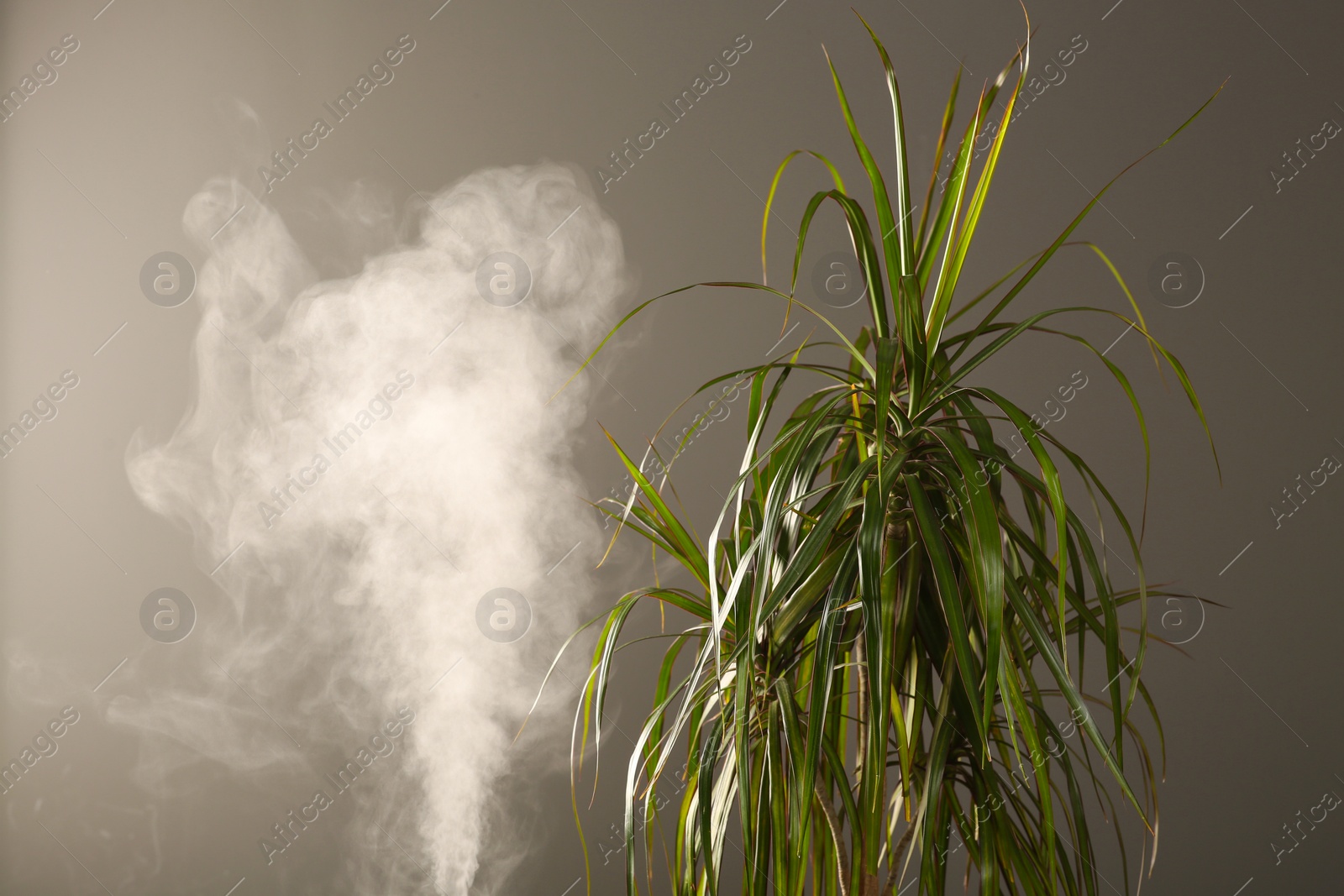 Photo of Beautiful green houseplant and steam on grey background, space for text. Air humidification