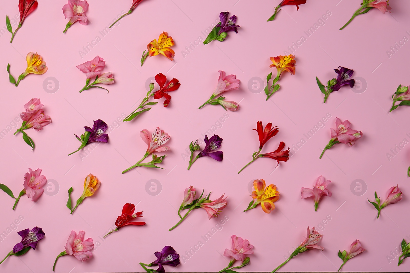 Photo of Flat lay composition with beautiful alstroemeria flowers on pale pink background