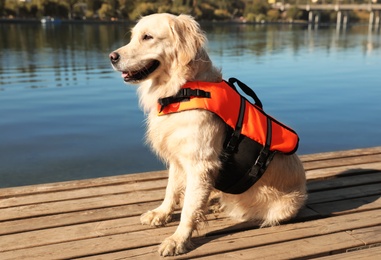 Dog rescuer in life vest on wooden deck near river