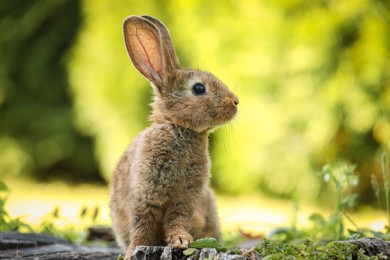 Cute fluffy rabbit on tree stump among green grass outdoors