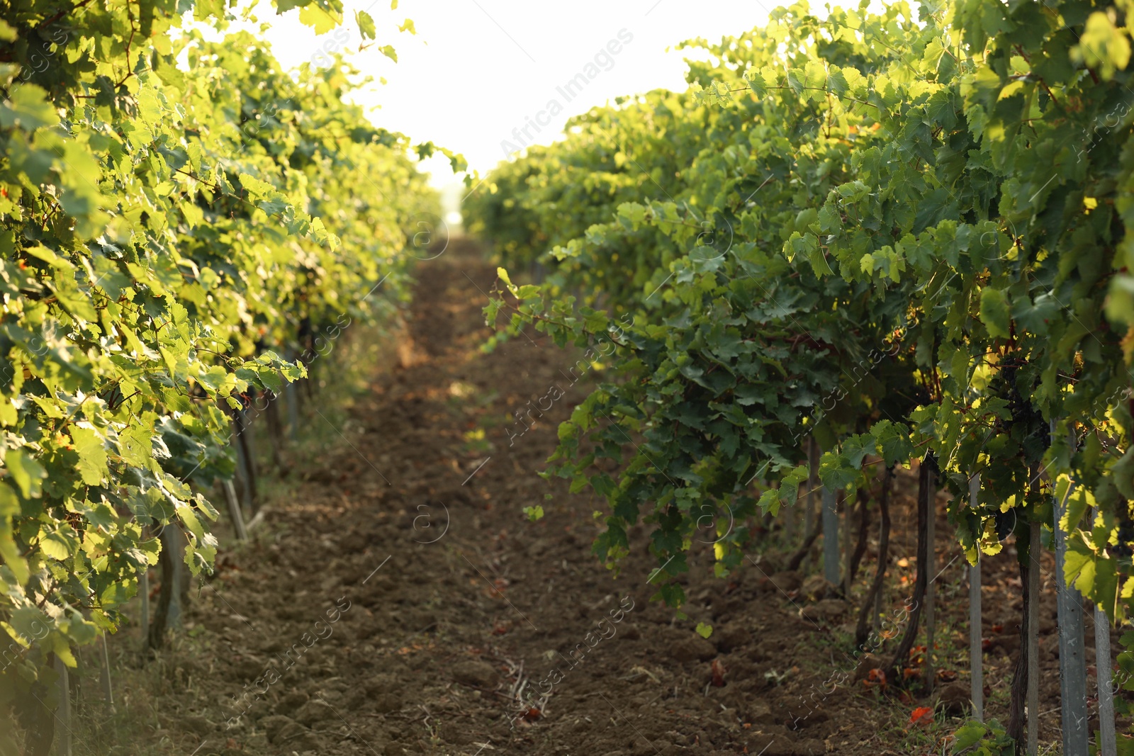 Photo of View of vineyard rows with fresh ripe juicy grapes on sunny day