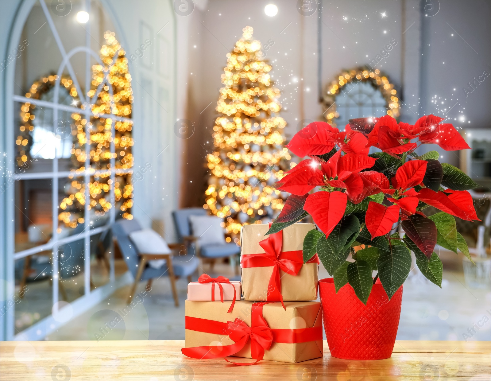 Image of Christmas traditional poinsettia flower and gift boxes on table in decorated room, space for text